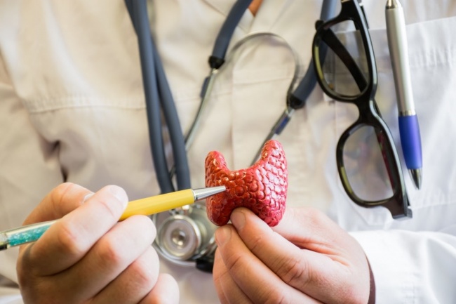 Tireoide X Intestino. Por que seu equilíbrio é fundamental para o corpo?